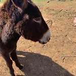 Вилла Daniela Mit Pool In Bale, Bei Rovinj Fuer 4-6 Personen Бале